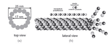 Electronic QED coherence in brain microtubules